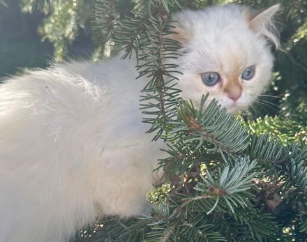 Britisch Langhaar mit Stammbaum