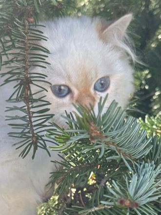 Britisch Langhaar mit Stammbaum