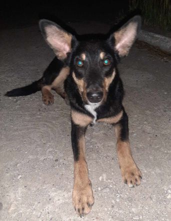 Fly – ein kleiner Kämpfer mit großem Herzen sucht sein Zuhause!