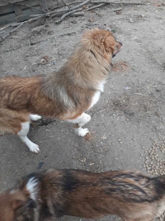 Franzi – Eine besondere Seele sucht ihr Glück!