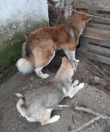 Franzi – Eine besondere Seele sucht ihr Glück!