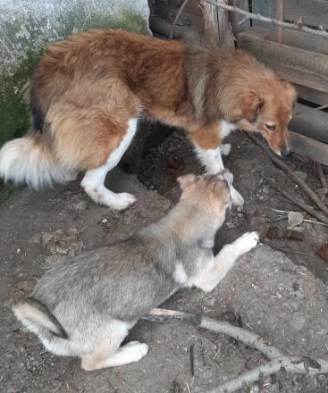 Franzi – Eine besondere Seele sucht ihr Glück!