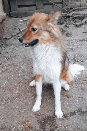 Franzi – Eine besondere Seele sucht ihr Glück!