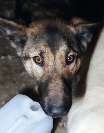 GEORGIE ❤ Hübscher Junghund sucht ein liebevolles Zuhause