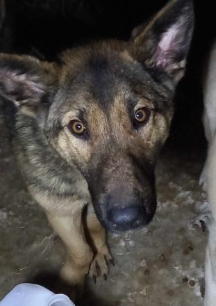 GEORGIE ❤ Hübscher Junghund sucht ein liebevolles Zuhause