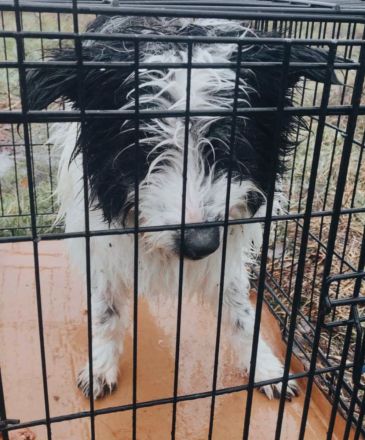 Gismo – ein kleiner Kämpfer auf der Suche nach einem Zuhause