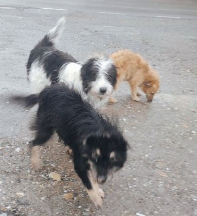 Gismo – ein kleiner Kämpfer auf der Suche nach einem Zuhause