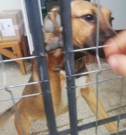 Gloria ist eine bildschöne, junge Hündin mit einem Herz aus Gold.