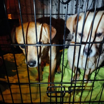 Kleine Guilia sucht ein Zuhause für immer!