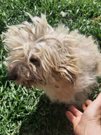 Happy – kleiner Herzensbrecher sucht sein Glück.