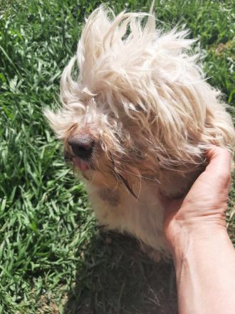 Happy – kleiner Herzensbrecher sucht sein Glück.