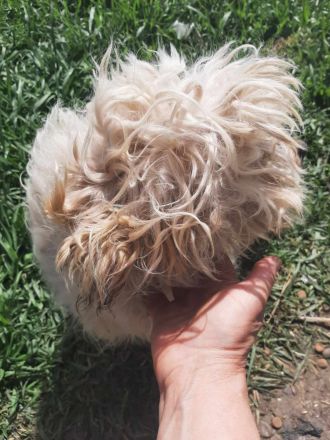 Happy – kleiner Herzensbrecher sucht sein Glück.