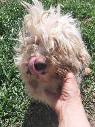 Happy – kleiner Herzensbrecher sucht sein Glück.