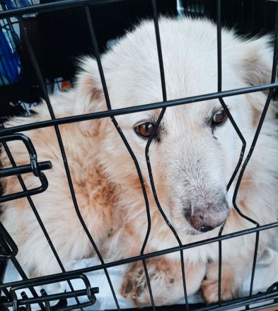 Honey – ein Herz auf vier Pfoten sucht ihr Zuhause für immer