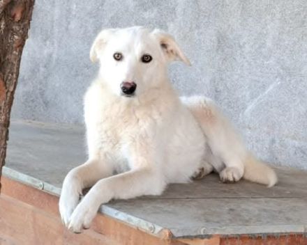 Maribel sucht ihr Für-immer-Zuhause