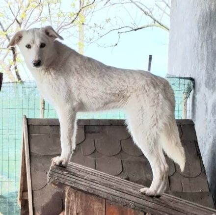 Maribel sucht ihr Für-immer-Zuhause