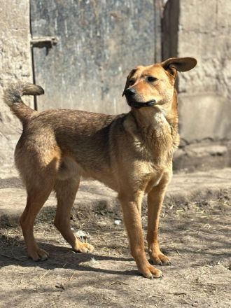 Vali sucht sein Für-immer-Zuhause