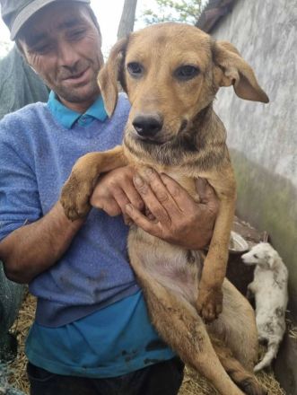 Vali sucht sein Für-immer-Zuhause