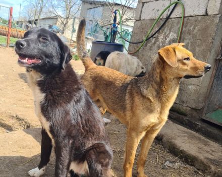 Vali sucht sein Für-immer-Zuhause