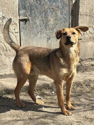 Vali sucht sein Für-immer-Zuhause