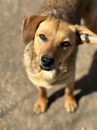 Vali sucht sein Für-immer-Zuhause