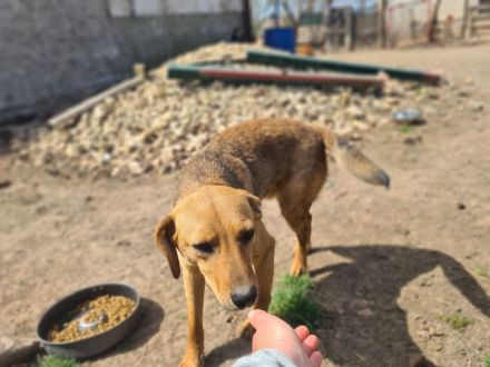 Vali sucht sein Für-immer-Zuhause
