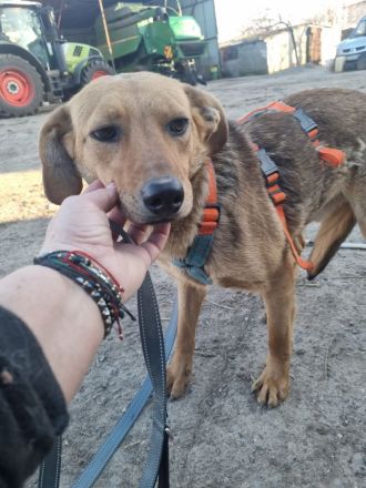 Vali sucht sein Für-immer-Zuhause