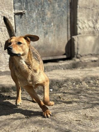 Vali sucht sein Für-immer-Zuhause
