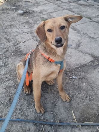 Vali sucht sein Für-immer-Zuhause