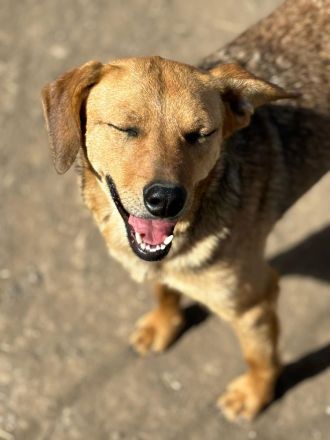 Vali sucht sein Für-immer-Zuhause