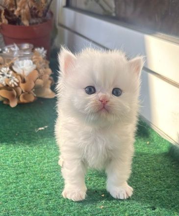 Süße BLH/BKH Kitten