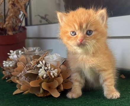 Süße BLH/BKH Kitten