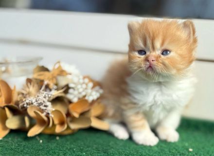 Süße BLH/BKH Kitten