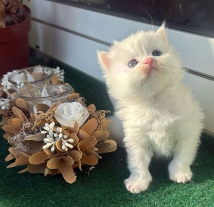 Süße BLH/BKH Kitten