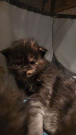 Maine Coon Kitten mit Stammbaum