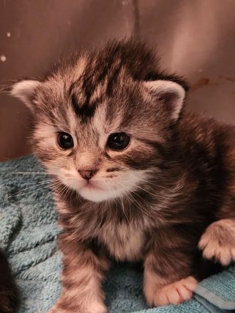 Maine Coon Kitten mit Stammbaum