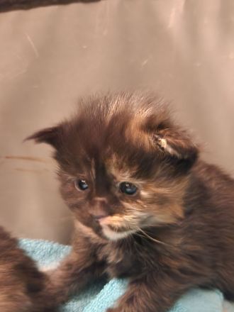 Maine Coon Kitten mit Stammbaum