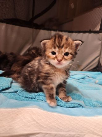 Maine Coon Kitten mit Stammbaum