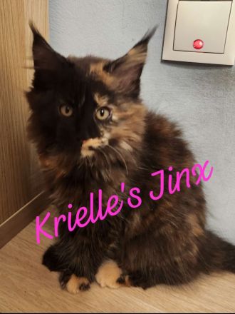 Maine Coon Kitten mit Stammbaum