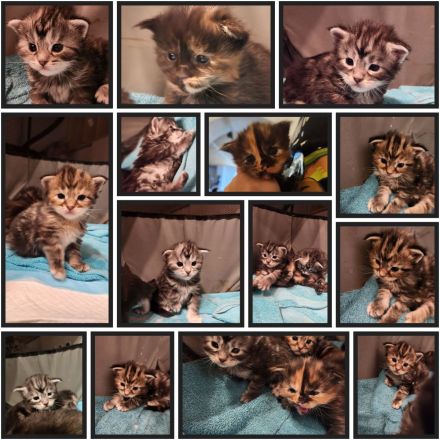 Maine Coon Kitten mit Stammbaum