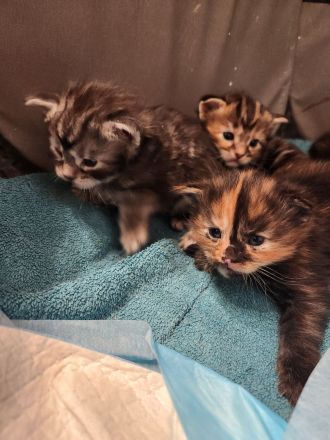 Maine Coon Kitten mit Stammbaum