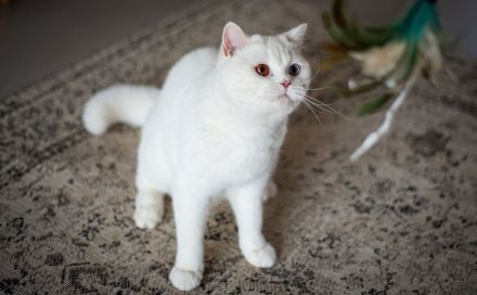 Rarität: Weisse Katze (2 J.) mit zwei Augenfarben sucht Für-Immer-Zuhause