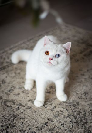 Rarität: Weisse Katze (2 J.) mit zwei Augenfarben sucht Für-Immer-Zuhause
