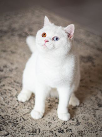 Rarität: Weisse Katze (2 J.) mit zwei Augenfarben sucht Für-Immer-Zuhause