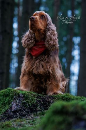 Deckrüde English Cocker Spaniel
