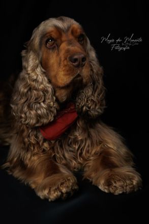 Deckrüde English Cocker Spaniel