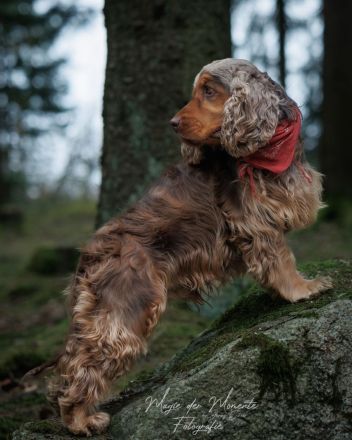 Deckrüde English Cocker Spaniel