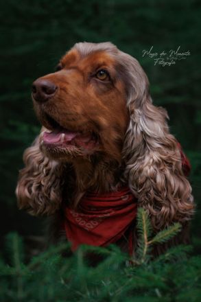 Deckrüde English Cocker Spaniel
