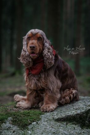 Deckrüde English Cocker Spaniel