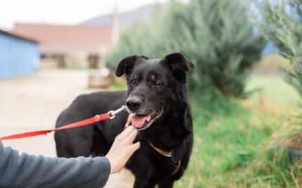 Bezaubernde Ebony sucht Familienanschluss